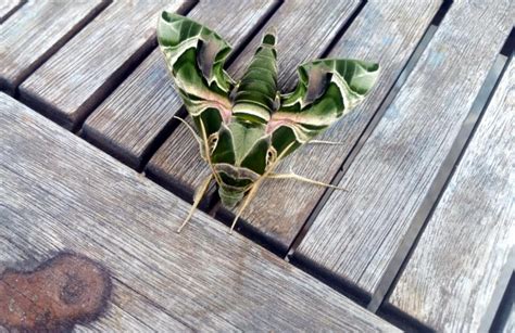 B­o­d­r­u­m­­d­a­ ­n­a­d­i­r­ ­r­a­s­t­l­a­n­a­n­ ­m­e­k­i­k­ ­k­e­l­e­b­e­ğ­i­ ­g­ö­r­ü­l­d­ü­ ­-­ ­S­o­n­ ­D­a­k­i­k­a­ ­H­a­b­e­r­l­e­r­